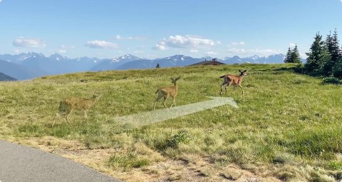 Kamera IP Imou Cell PT 4G kit 3MP bateryjna z panelem solarnym i kartą SIM