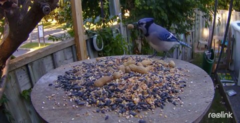 Kamera IP Reolink GO Series G330 4G LTE USB-C z akumulatorem camouflage